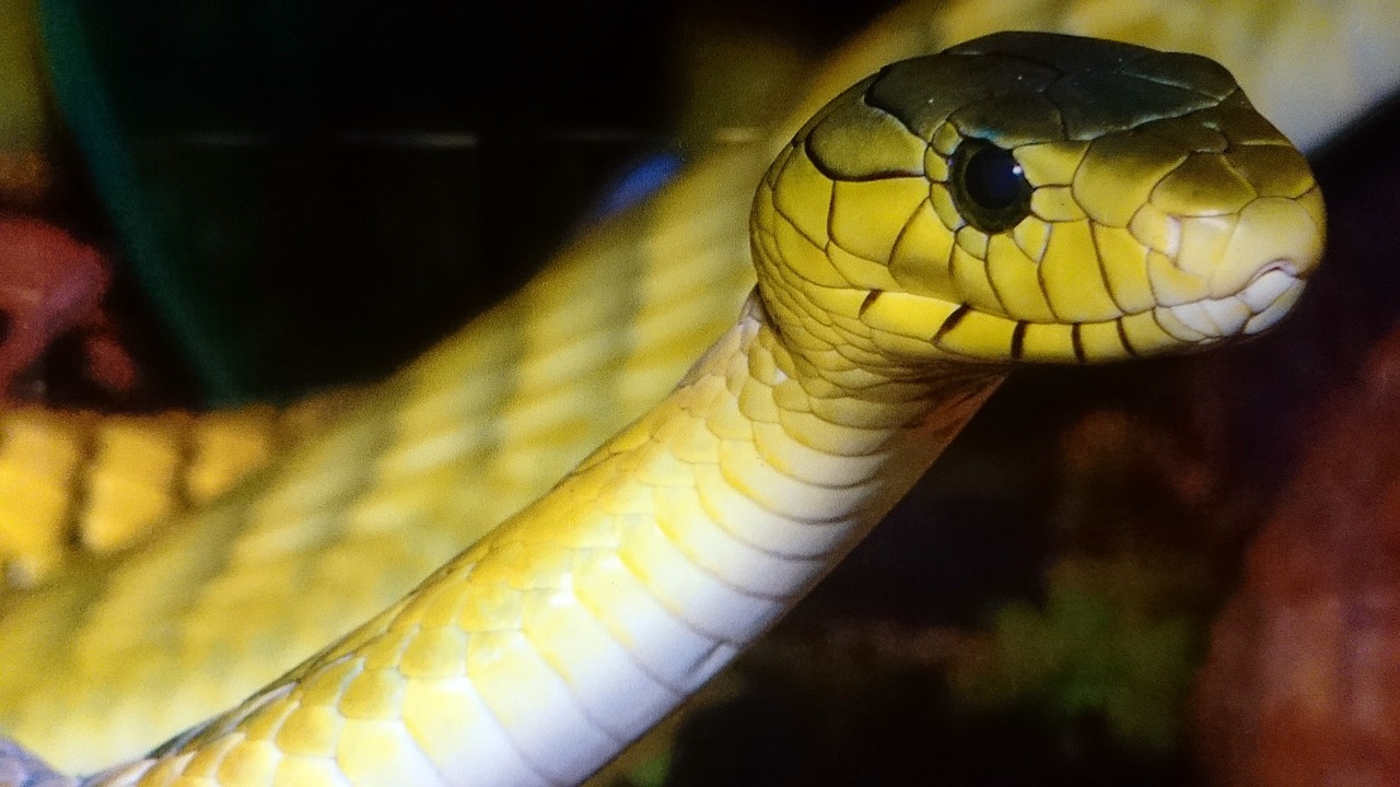 India's Nag Panchami - The Festival of Snakes